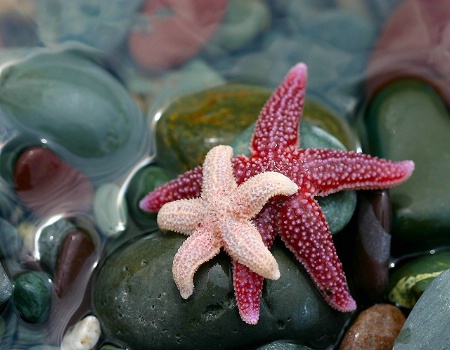 Starfish