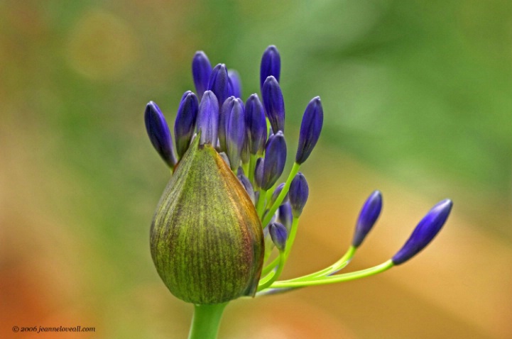 Agapanthus Bud