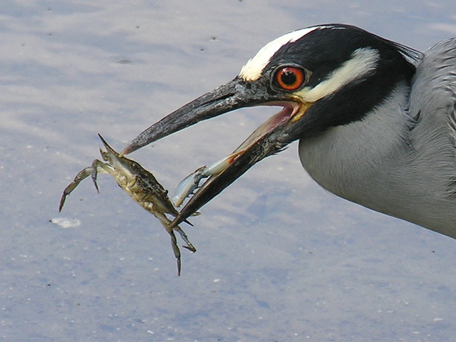 Detail of Heron and Crab