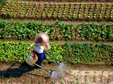 A Farmer in Hong Kong