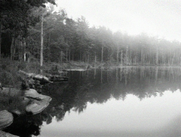 Foggy Marsh