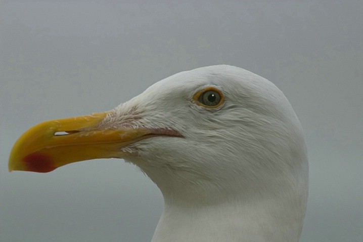 The Seagull - ID: 2429032 © John D. Jones