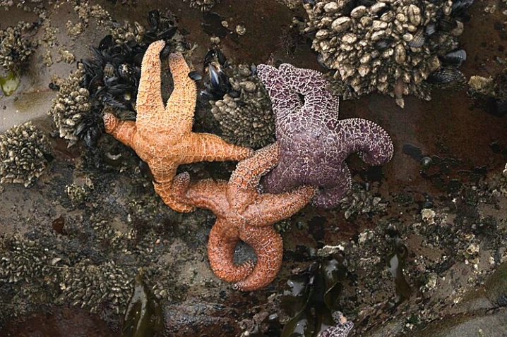 Starfish No. 1 - ID: 2429803 © John D. Jones