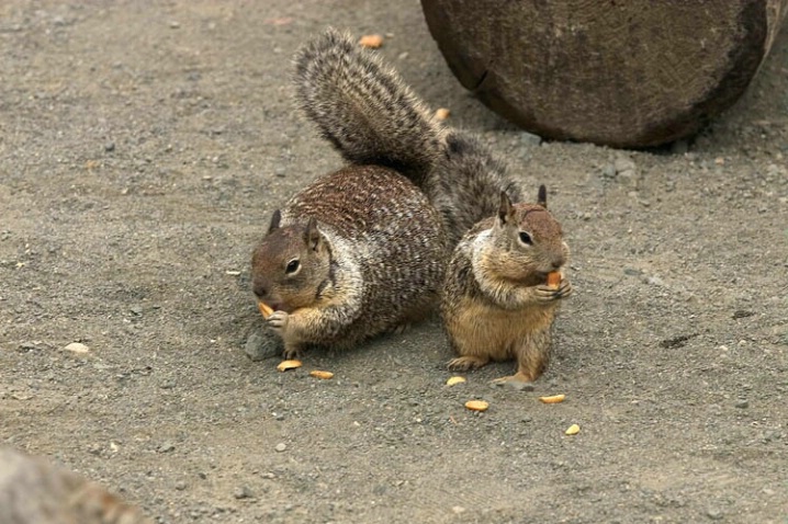 Squirrels - ID: 2429805 © John D. Jones