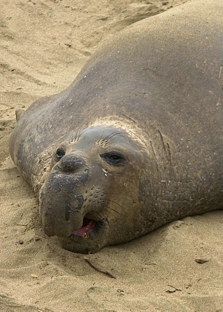 Elephant Seal - ID: 2429808 © John D. Jones