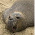 © John D. Jones PhotoID # 2429808: Elephant Seal