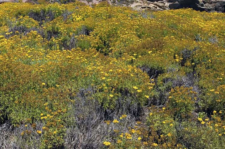 Wildflowers at Point Lobos State Reserve  - ID: 2429892 © John D. Jones