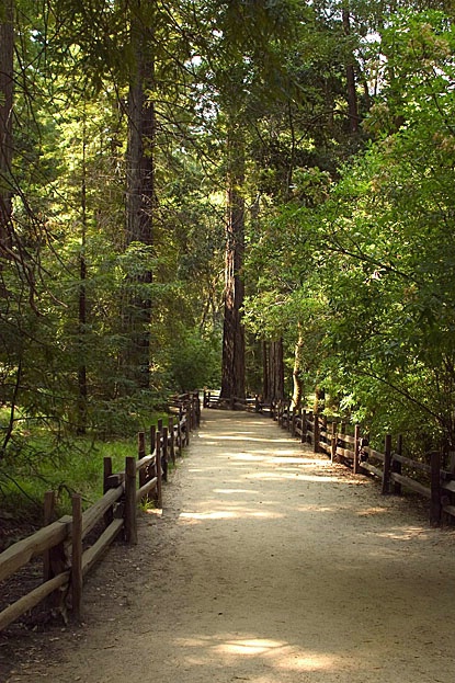 Redwood Trail,  Big Basin Redwoods State Park, CA. - ID: 2429897 © John D. Jones