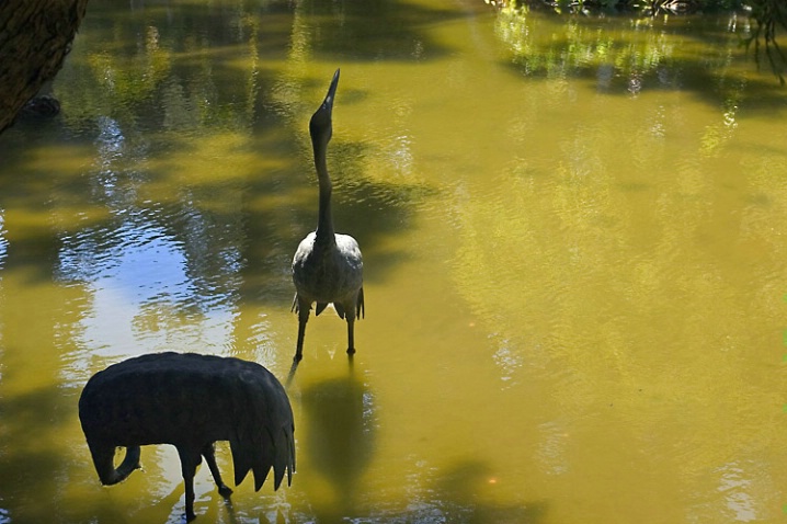 Two Birds in Pond - ID: 2430382 © John D. Jones