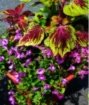 In Full Bloom