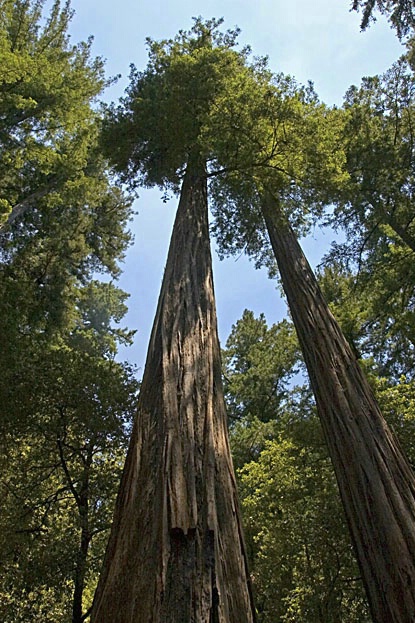 Giant Redwood Tree - ID: 2524174 © John D. Jones