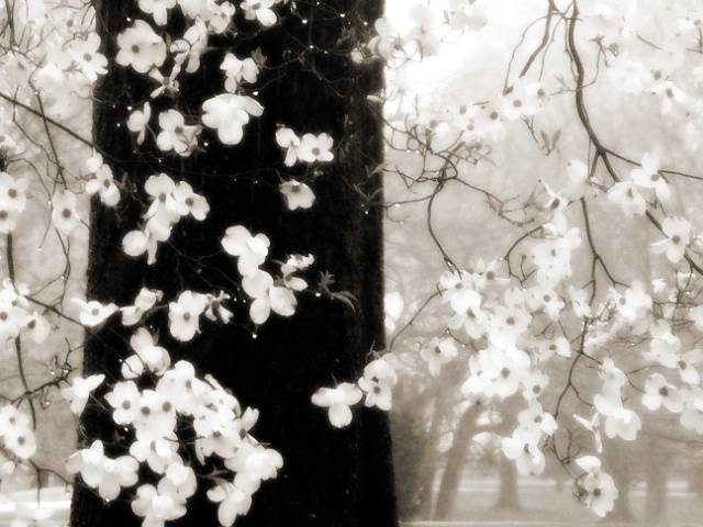 Blossoms..
