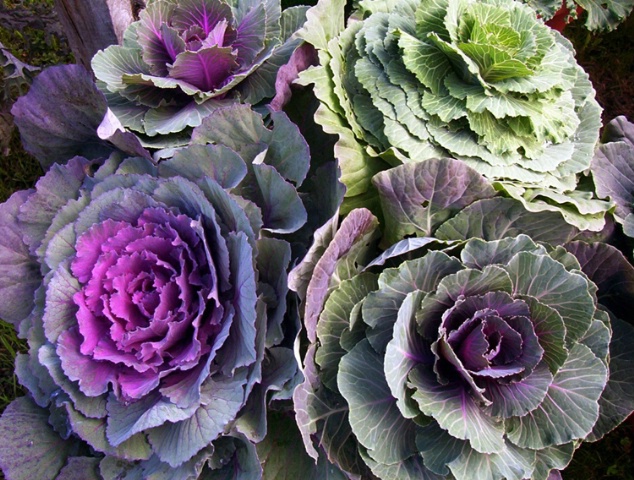 Ornamental Cabbages