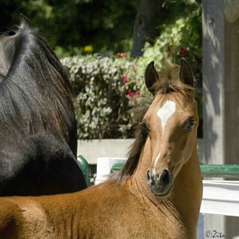 Varian Foal - ID: 2565420 © Zita A. Strother