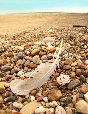 beach feather