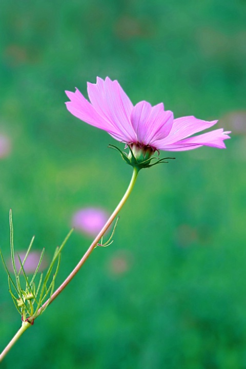 Lonely Cosmos