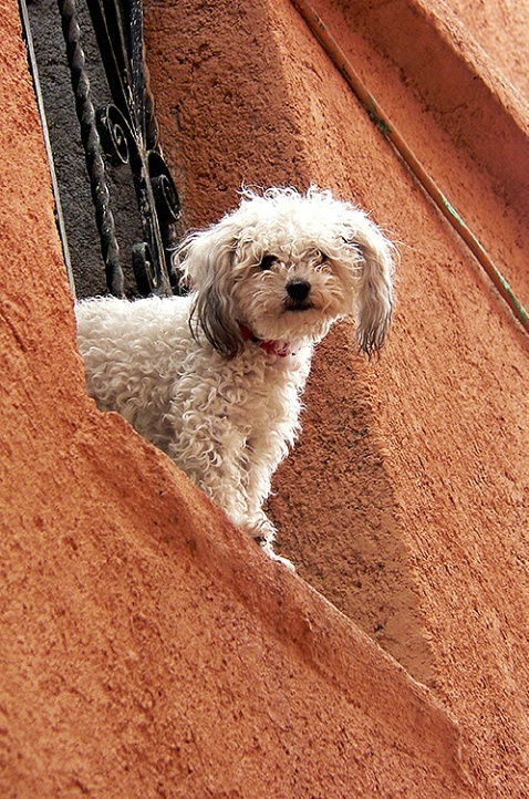 El Perro de Guanajuato