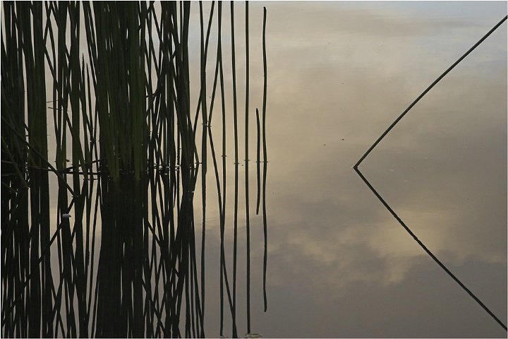 Reed Reflections