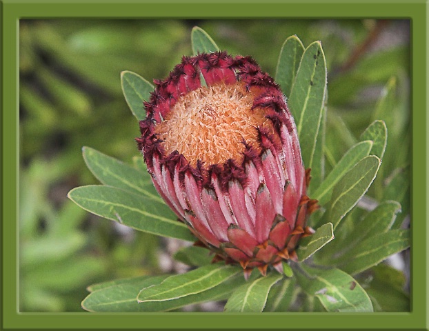 Protea Flower