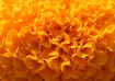 Orange Ruffles