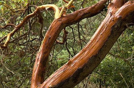 Warm-Toned Bark