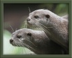 Two Otters