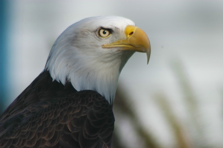Eagle portrait.