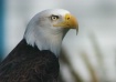 Eagle portrait.