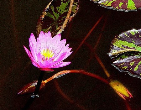 Water Lily in Pink