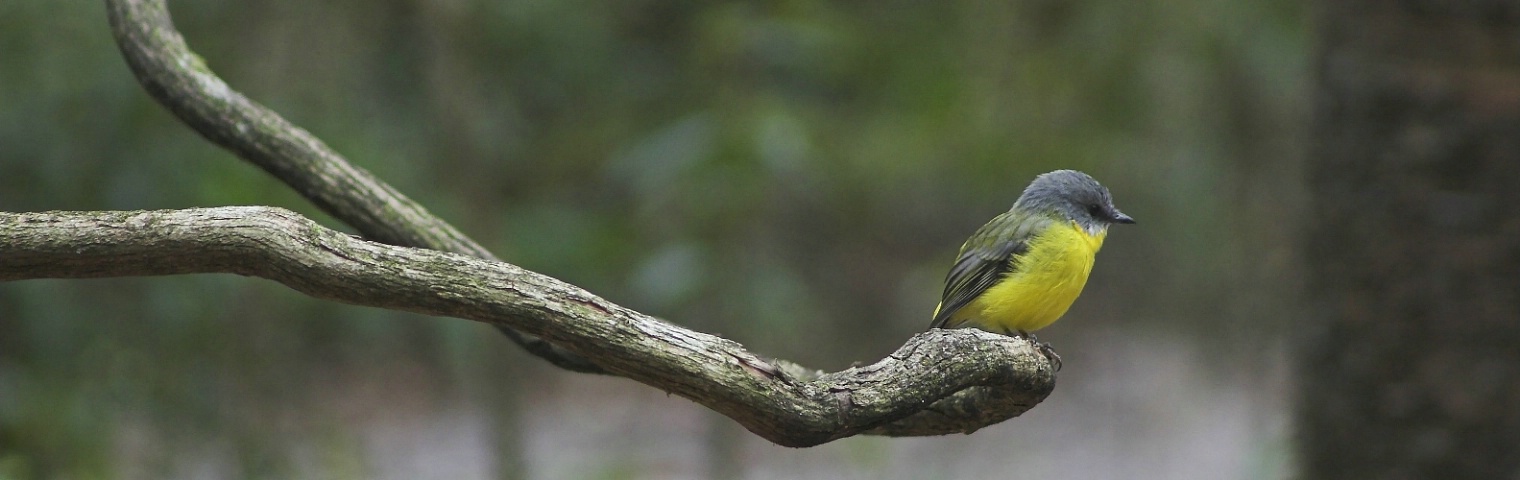 Eastern Yellow Breasted Robin