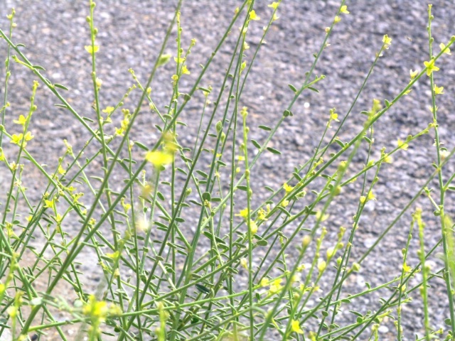 Yellow flowers on the roadside