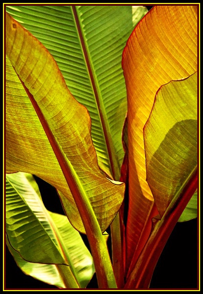 Tropical Radiation II