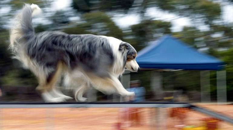 Agility Competitor