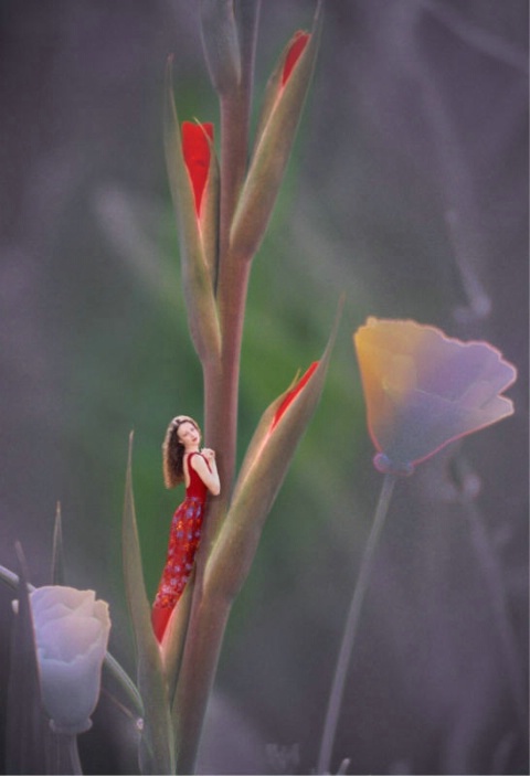 Gladiola Bud