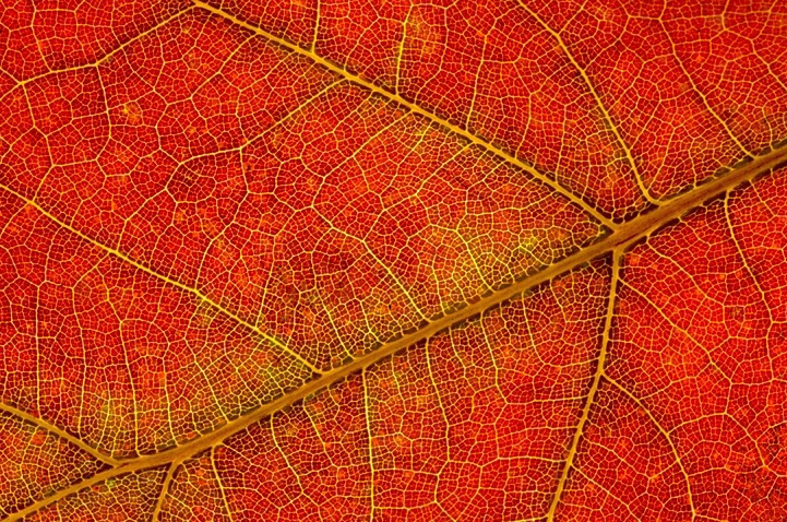Fall Leaf Macro 2a