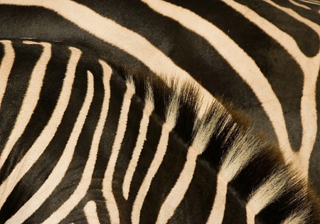 Zebras (pattern)