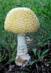 Plastic Mushroom