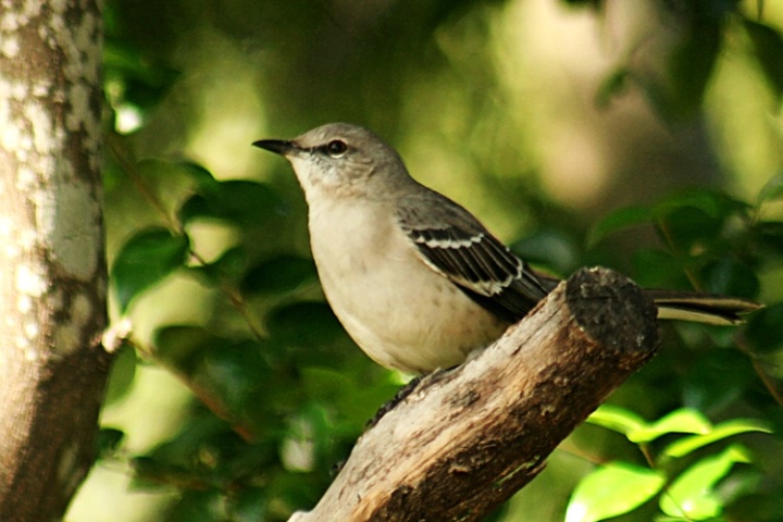 Northern Mocking Bird