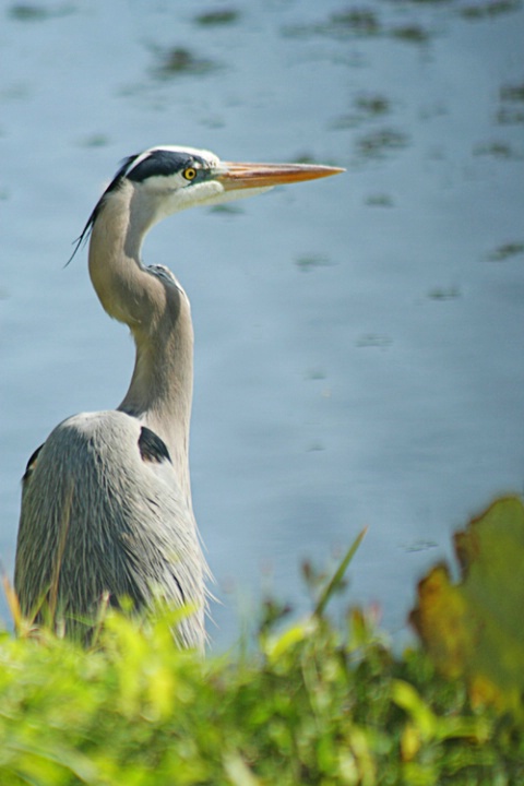 Great Blue Heron 4