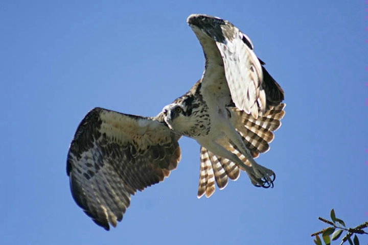 Osprey Takes Flight