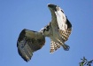 Osprey Takes Flig...