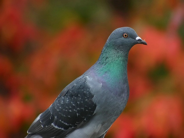 Pigeon Colours