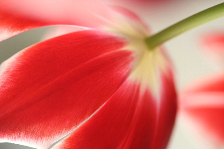 Turned Tulip - ID: 3185142 © Mary B. McGrath