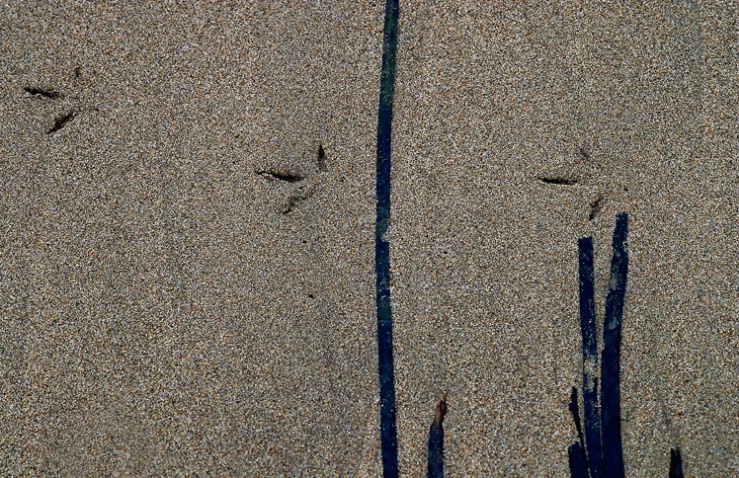 Kelp and bird tracks