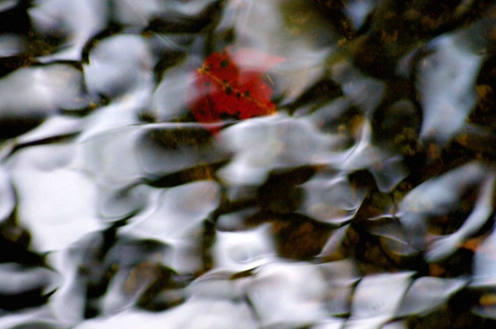 Red Maple leaf under water