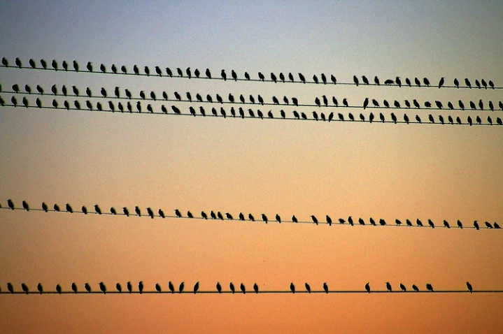 Birds on the wires