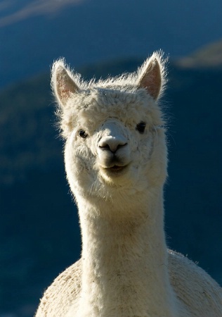 Llama Look