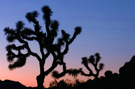 Joshua Tree