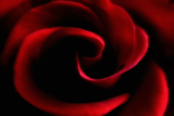 A Rose 4 U