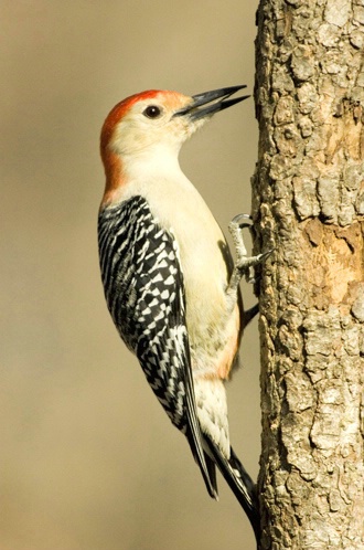 Male Red Bellied Woodpecker 068